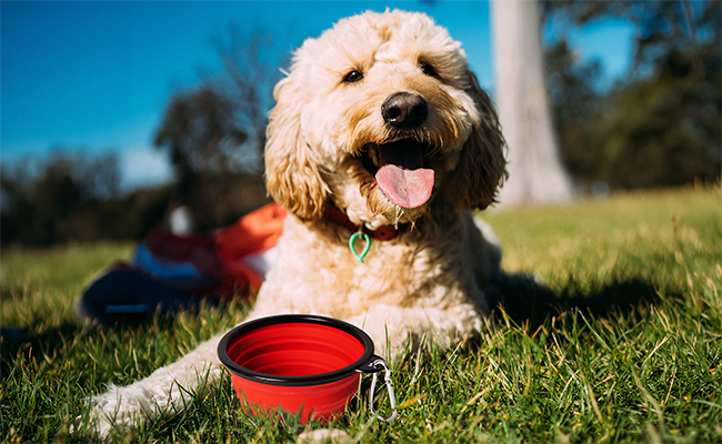 Collapsible Silicone Pet Bowls - Image 2