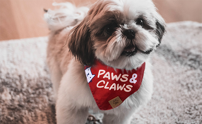 Premium Pet Bandanas - Image 2