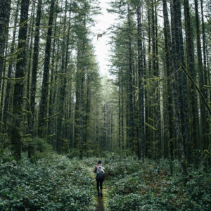 Veritree Forest
